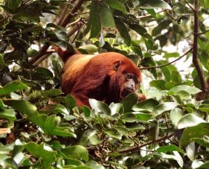 Singe hurleur dans la réserve de Tambopata