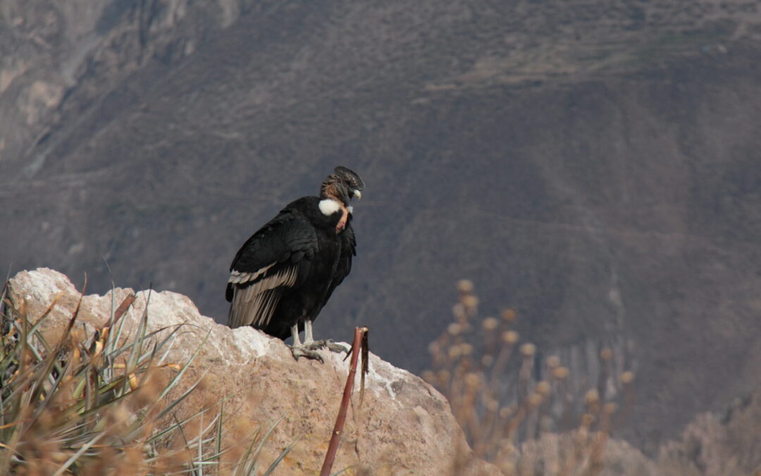 Le Colca, 2ème plus grand Canyon du monde